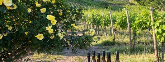 Wine Tasting at the Winery – 3 Wines, 100% Enjoyment