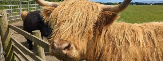 Scotland's Best Shore Excursion-Castles, Highland Cows and Whisky