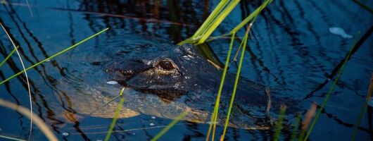 From Miami: Everglades Airboat and Alligators Night Tour 