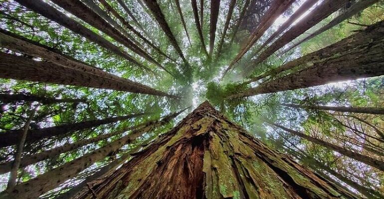 Maui Private Sequoia Redwood Forest Tour