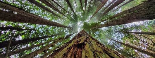 Private Redwood Forest Hiking Tour