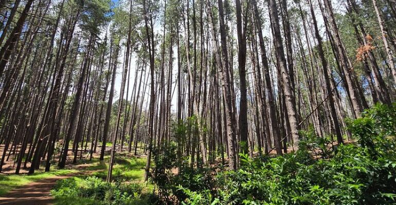 Maui Guided Nature Walk and Birdwatching