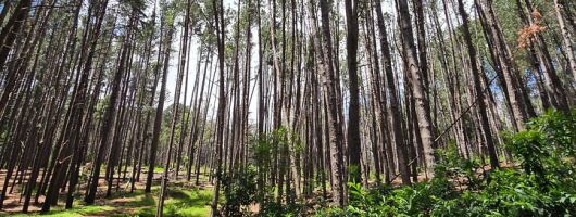 Private Upcountry Hiking Tour