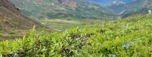 Denali 4 Hour Hiking Adventure with Naturalist Guide