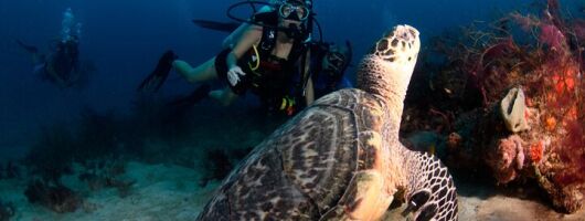 2 Tank Scuba Charter