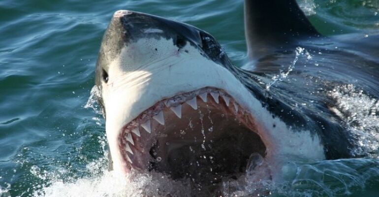 Cape Town Great White Shark Diving Adventure
