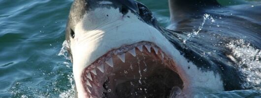 Shark Cage Diving 