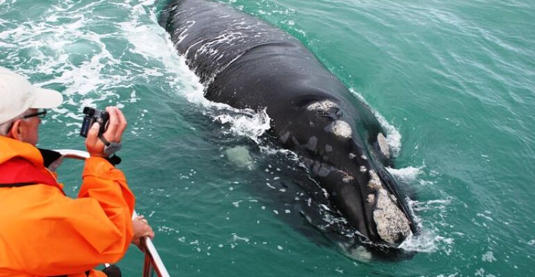 Gansbaai Whale and Shark Cruise Adventure