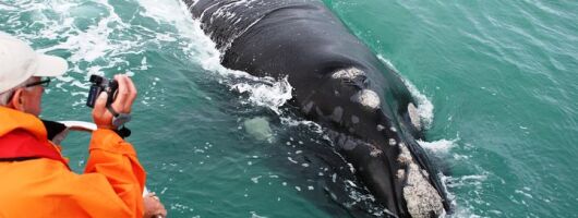 Boat Based Whale Watching