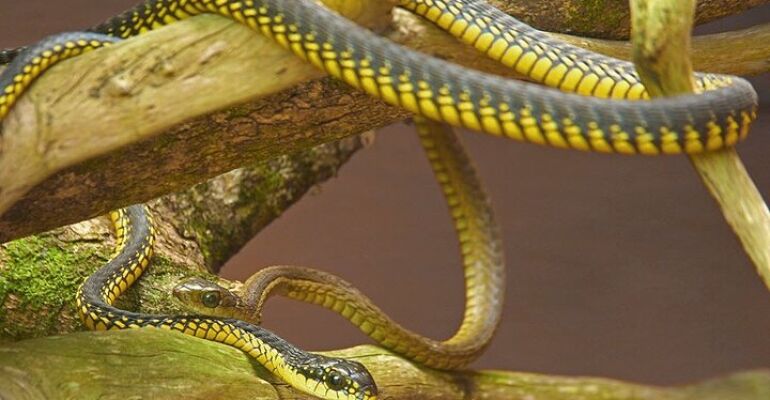 The Crags Snake Sanctuary Educational Tour