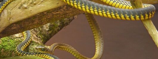 Explore Lawnwood Snake Sanctuary Ticket Tour