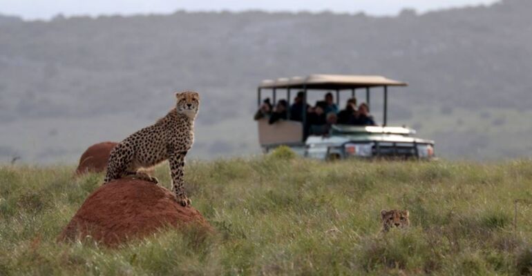 Amakhala Full-Day Guided Safari Experience