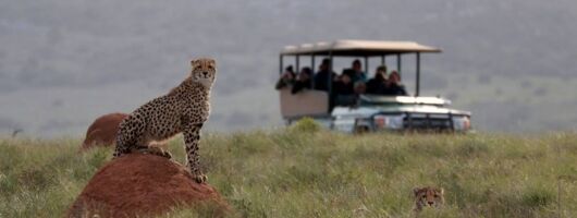 Full Day Game Drive