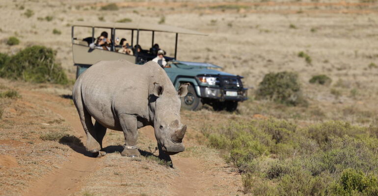 Amakhala Half-Day Safari at Hlosi Lodge