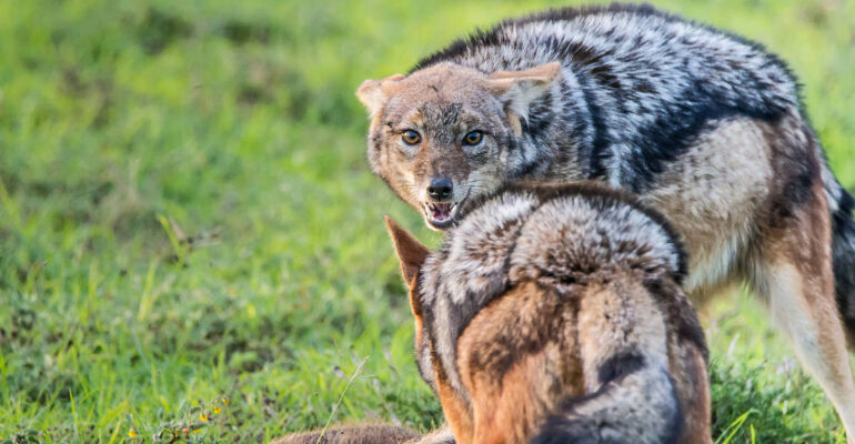 Port Elizabeth Full-Day Guided Safari