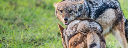 Full Day Big 5 Safari - Transf