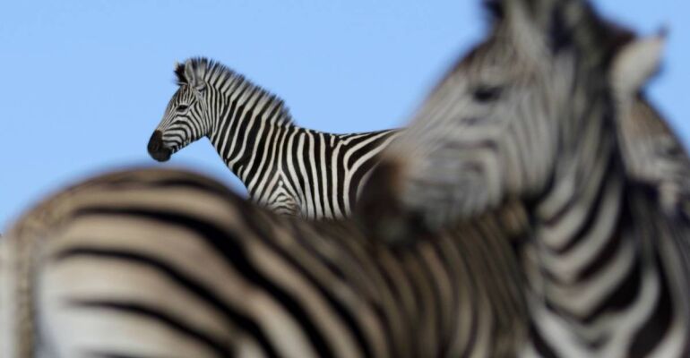 Port Elizabeth Half-Day Safari Adventure