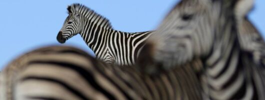 Half Day Big 5 Safari - Transf