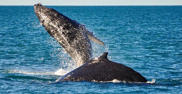 Broome Whale Watching Cruise Experience