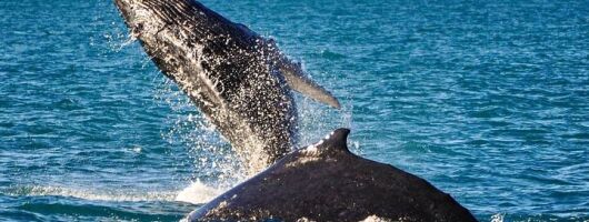 Broome Morning Whale Watching Cruise