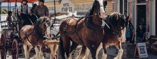 Ballarat Animals and Gold Rush Sovereign Hill Tour