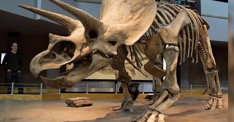 Drumheller Dinosaur and Badlands Adventure Tour