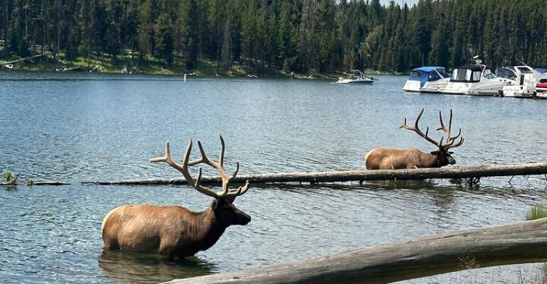 Wyoming Yellowstone Wildlife Watching Tour