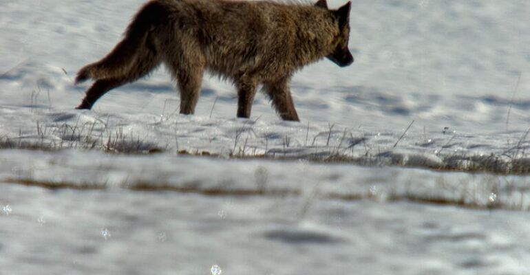 Bozeman Wildlife Winter Adventure Tour