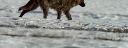 Bozeman Winter Wildlife Safari, Lamar Valley, Burrito and Lunch