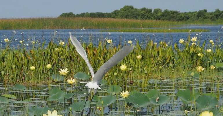 Everglades Thrilling Airboat Wildlife Tour