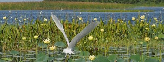 2-Hour Airboat Tour in the Florida Everglades