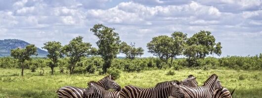 Half Day Tala Game Reserve Phezulu Safari & Market