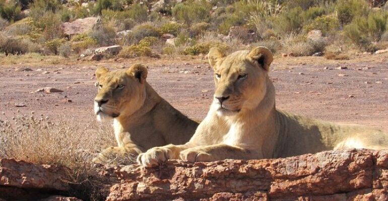 Aquila Private Game Reserve Tour Experience
