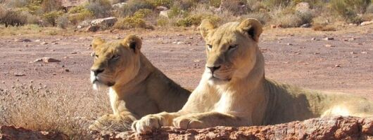 Big5 Safari Aquila Game Reserve and Wine Tasting 