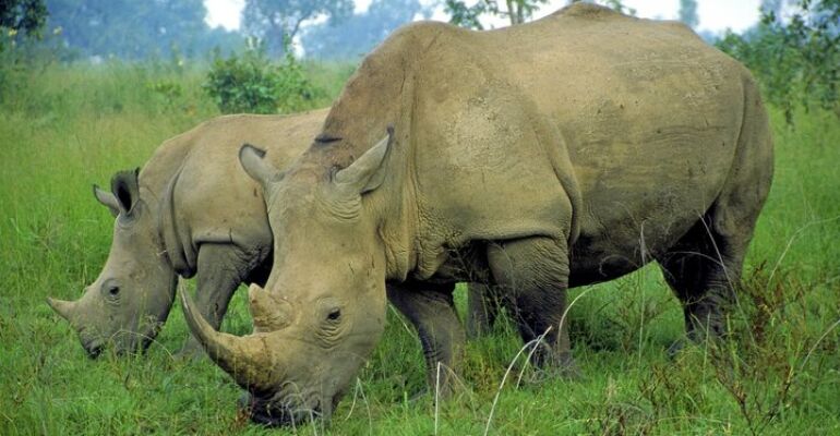 Durban iSimangaliso Wetlands Park Adventure