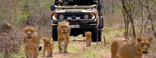 Hluhluwe iMfolozi Park Safari Day Trip from Durban