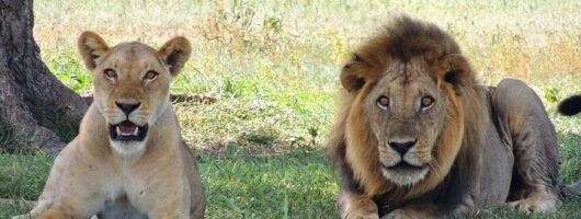 3 Hours Big 5 Safari at Aquila Game Reserve from Cape Town