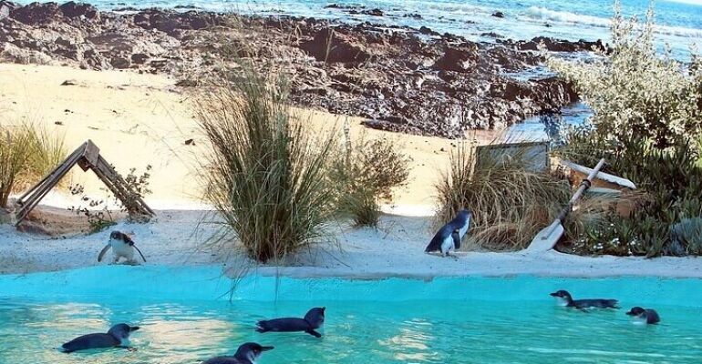 Ararat Private Fairy Penguin and Wine Tour