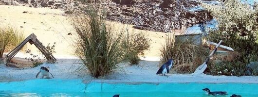 Melbourne Private Penguins Tour wildlife Wine Tour 