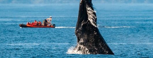 Victoria: Winter Whale Watching & Marine Wildlife Tour