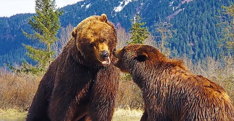 Anchorage Guided Wilderness Adventure Excursion