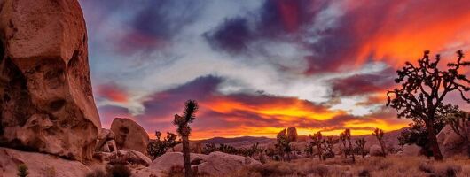Joshua Tree, Richard Nixon Library and Museum Day Tour from LA
