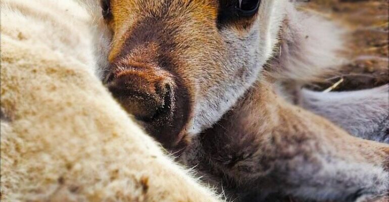 Anchorage Wild Animal and Dog Sled Adventure