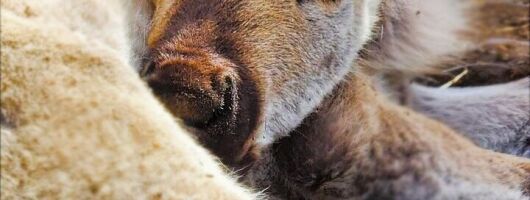 Dog Sledding and Animal Encounters Tour from Anchorage