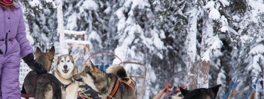 Sledding and Homesteading Adventure