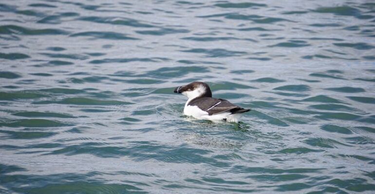 Wrightsville Beach Birding Cruise Adventure