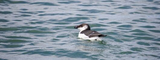 Wrightsville BirdWatching Cruise