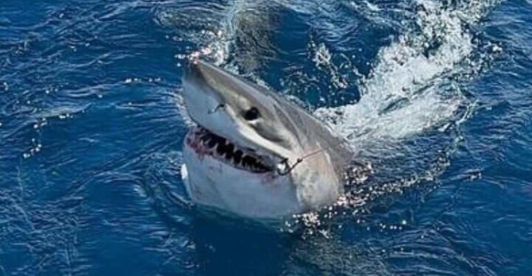 Fort Lauderdale Private Sportfishing Adventure Cruise