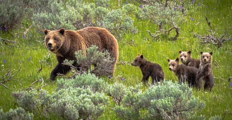 Lamar Valley Wildlife Photography Adventure