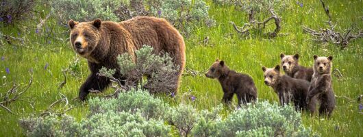 Predators of the Wild, Bear and Wolf Watching Adventure